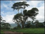 entering Lerai forest