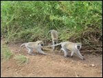 family of monkeys