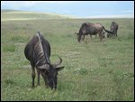 grazing wildebeest