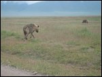 hyena and his buddy