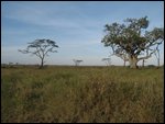 Serengeti's baobabs