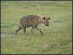 shaggy looking hyena