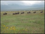 wildebeest amongst pretty flowers