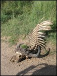 a pretty intact wildebeest carcass