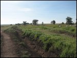 a typical Serengeti track