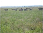 Zebra migration heading north