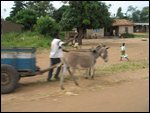 lots of working donkeys