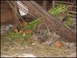 guinea pigs