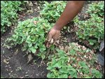 strawberries, not yet ripe