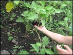 tasty-looking eggplants