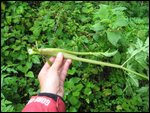 tasty celery-like plant gorillas eat