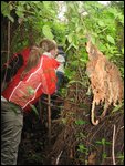 trampling through dense jungle