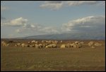 little Turkana village