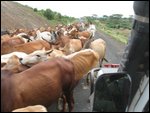 a day of cow traffic jams