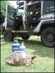 Adenium Camp's raggedy turtle