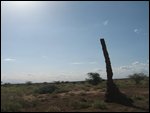 impressive termite hill