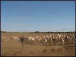 lonely shepherd and his flock