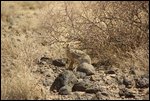 Sibiloi rabbit, the only wildlife we saw