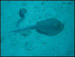 a stingray?