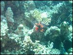 another lion fish