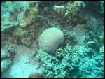 brain coral