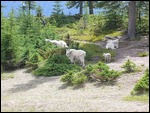 shaggy mountain goats