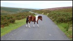 horse crossing