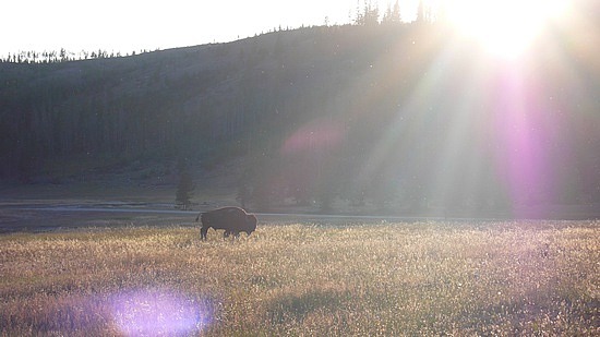 beatuy in the field