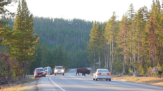 bison crossing!