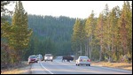 bison crossing!